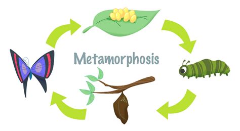 Mini Lesson Plan: Metamorphosis – LittleLives