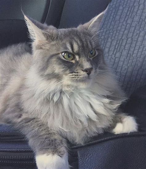 Mainecoon Cat Female Blue Tabby And White 1year