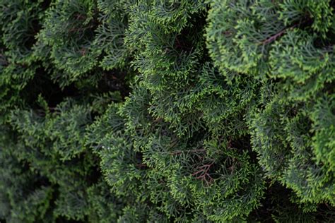 American Pillar Arborvitae Plant Care Plantly