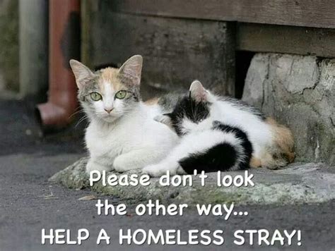 Help A Homeless Stray Feral Cats Cat Care Cats