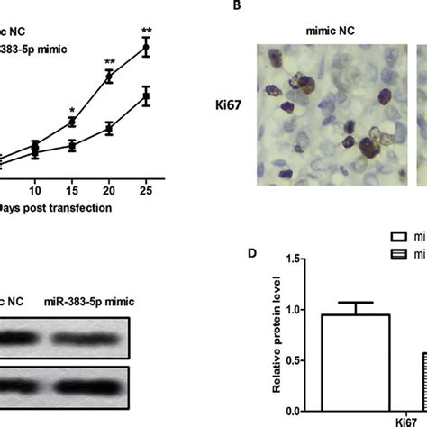 Mir 383 5p Suppressed Tumor Growth In Vivo Mice Were Subcutaneous