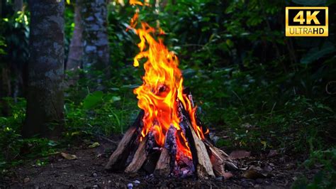 Campfire By The Peaceful Forest In K Ultrahd Hours Of Cozy Fire