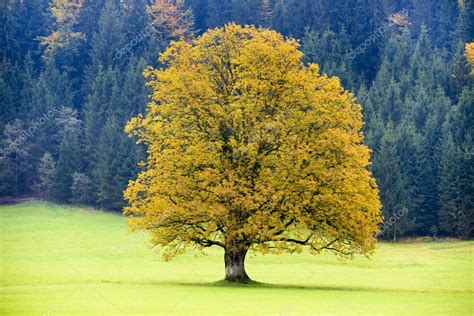 Single big old maple tree — Stock Photo © filmfoto #120104934