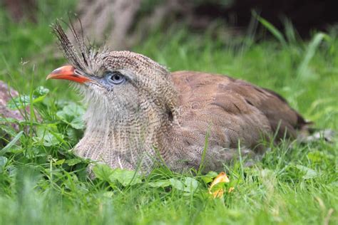 Red Legged Seriema Stock Photo Image Of Exotic Fauna 10703122