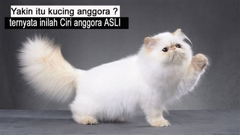 Jangan Salah Pilih Kucing Anggora Inilah Ciri Kucing Anggora Yang Asli