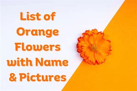 Orange Flowers Complete List With Names And Pictures Flowers Names