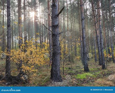 Forest Filled with Trees and Grasses and a Shade of Light Stock Image - Image of fall, beauty ...