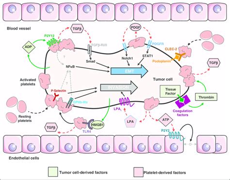 Role Of Platelets In The Control Of EMT And Invasion Of CTCs