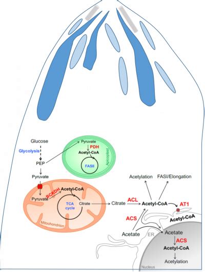 Topics Giglione Institute For Integrative Biology Of The Cell