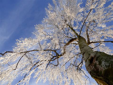 無料画像 自然 ブランチ 花 雪 コールド 工場 太陽光 空気 霜 熟した 春 フローズン 青 シーズン 冬の