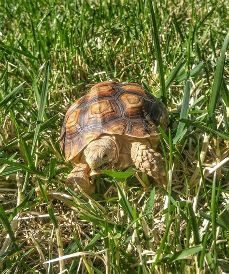 Tortuga Loves 4 Wheeling In The Grass Tortugasulcata Sulcata