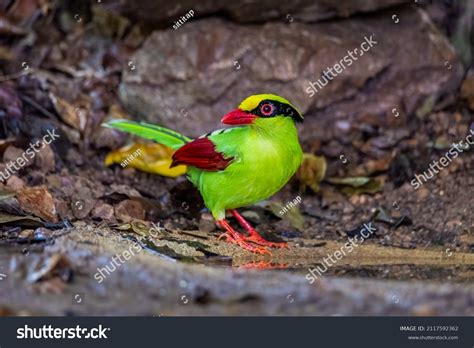 1,027 Common Green Magpie Thailand Images, Stock Photos & Vectors ...