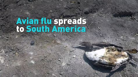 Avian Flu Spreads To South America CGTN