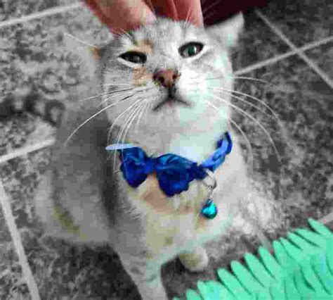 Сиво-шарено коте на 7 месеца търси дом - Велико Търново - Purrs BG