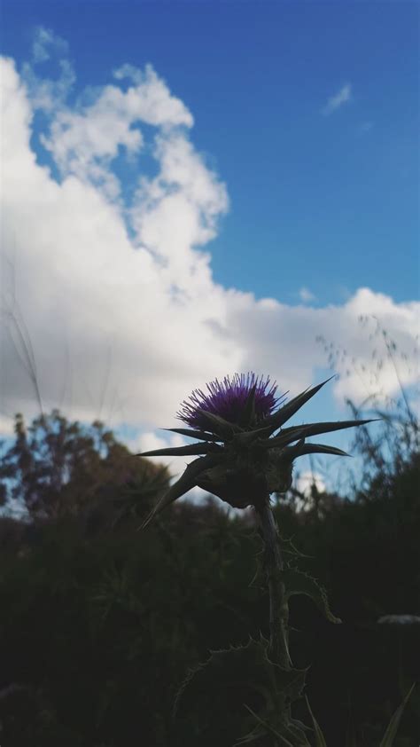 Pin By Ghadeer Otaer On Plants Flowers Dandelion