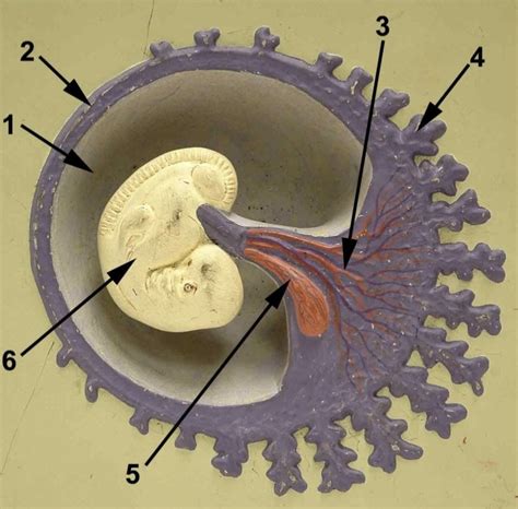 Week Embryo Diagram Quizlet