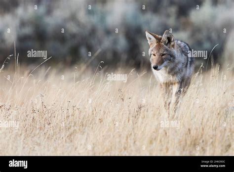 Coyote On The Prowl For A Meal Stock Photo Alamy