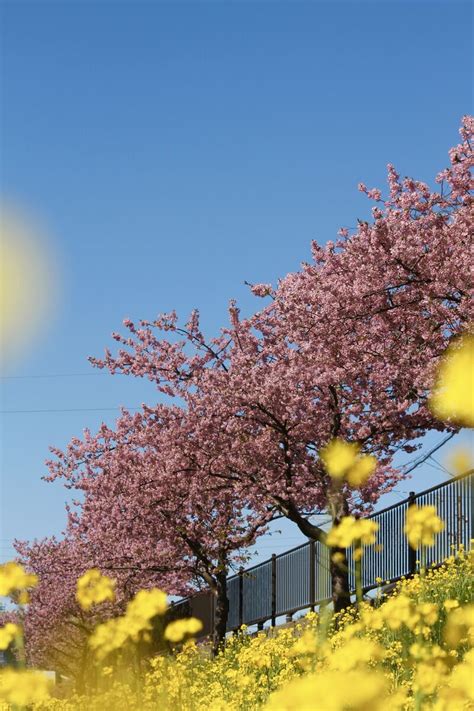 八幡桜（西古瀬川の河津桜） ぐるっと豊川 豊川市観光協会