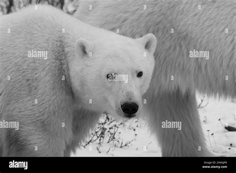 Endangered species, endangered, rare Stock Photo - Alamy