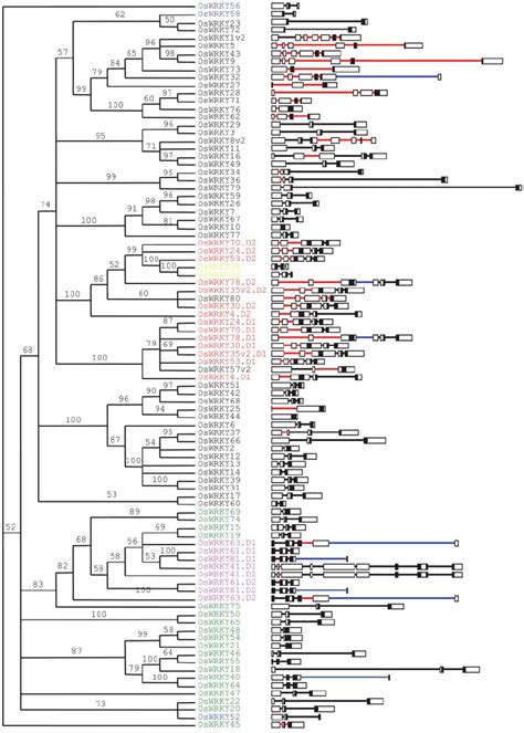 Phylogenetic Analyses Of Oswrky Proteins The Majority Rule Consensus