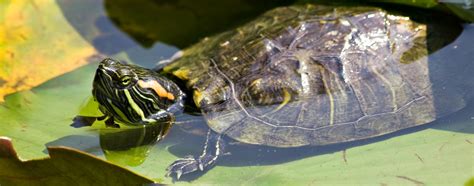 How to Care for Aquatic Turtles | Hartz