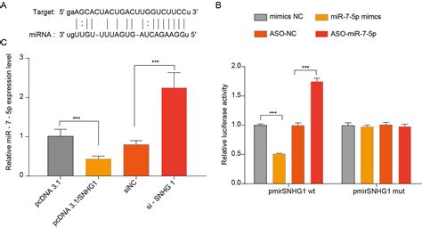 Lncrna Snhg1 Promotes The Progression Of Hepatocellular Carcinoma By Regulating The Mir 7 5p