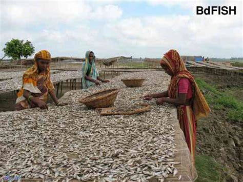 Fish Drying And Dehydration 3 July 2012 মাছে ভাতে বাঙালি