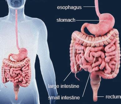 Ziekte Van Crohn Oorzaken Symptomen Diagnose En Meer