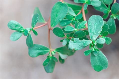 All About Pigweed - Minneopa Orchards