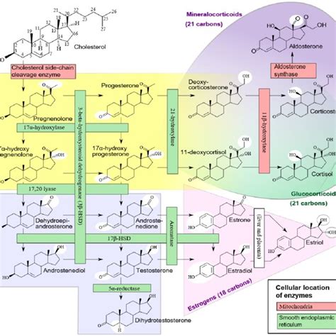 Steroidogenesis... | Download Scientific Diagram 