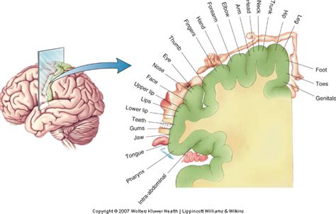 Somatosensory Pathways Kines 200 Introductory Neuroscience