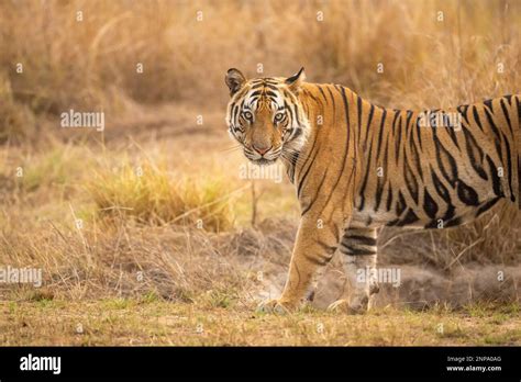 Tigre Macho De Bengala Salvaje O Panthera Tigris Tigris De Pie Con Cara