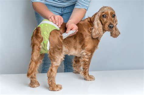 Quantos Meses A Cachorra Entra No Cio - Cachorro no cio: entenda tudo sobre esse período | Blog da Cobasi
