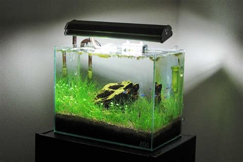 Ide Desain Aquascape Minimalis Untuk Dekorasi Rumah Yang Unik Nan