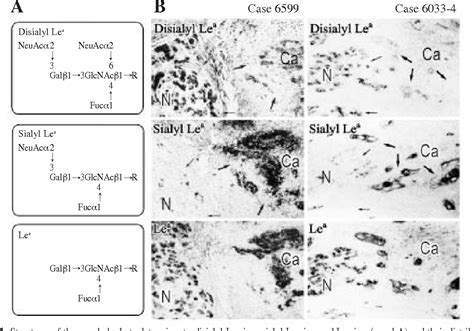 Figure From Carbohydrate Antigen Sialyl Lewis A Its
