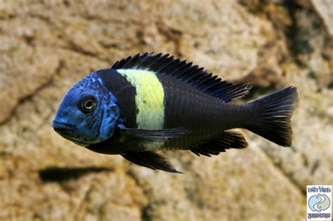 Tropheus Duboisi Halembe Cichlids African Cichlids African Cichlid