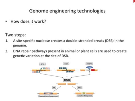 Mbb Lecture Genome Engineering Flashcards Quizlet