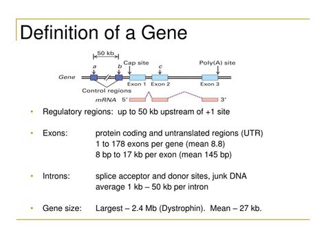 PPT - Molecular Biology Primer PowerPoint Presentation, free download ...