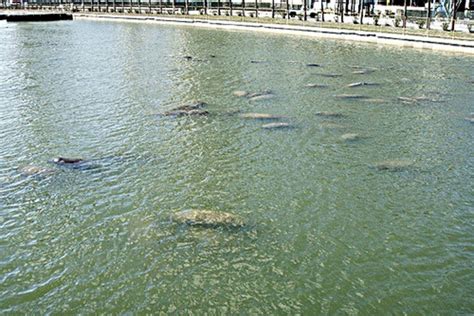 Manatee Viewing Center: Tampa Attractions Review - 10Best Experts and ...