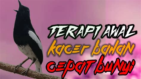 Terapi Awal Kacer Ngeplong Memancing Kacer Bahan Agar Cepat Bunyi