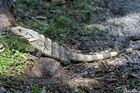 Grays Spiny Tailed Iguana Ctenosaura Similis