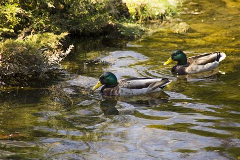 Ducks Free Photo Download | FreeImages