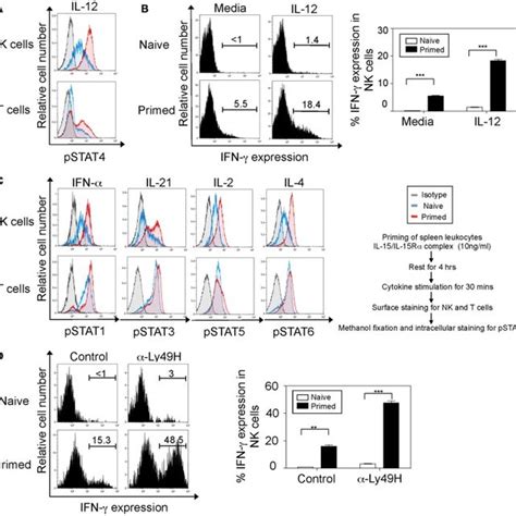 Interleukin 15 Primes Nk Cells Through A Broad Range Of Cytokine