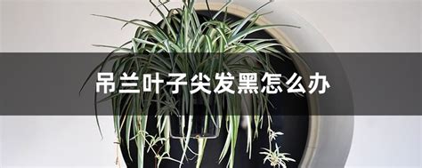 吊兰叶子尖发黑怎么办 花百科