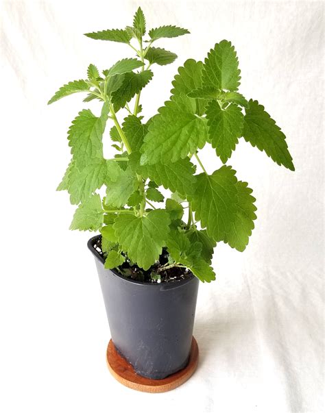 Catnip Plant In Pot