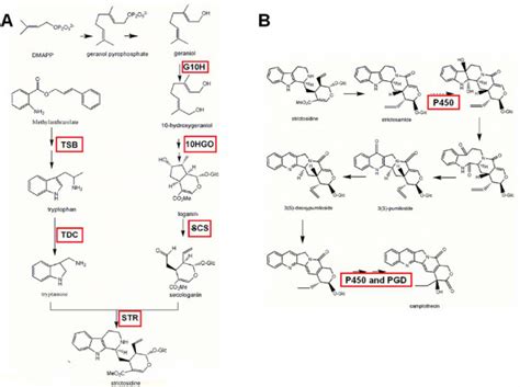 Biosynthetic Pathway Of CPT From DMAPP To Strictosidine And From