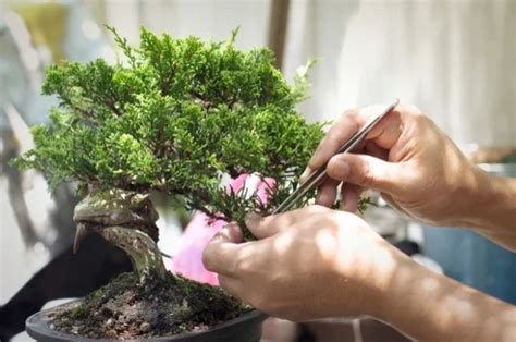 Cara Menanam Bonsai Beringin di Rumah yang Baik dan Benar