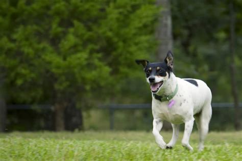 Rat Terrier Dog Breed Characteristics Care Atelier Yuwaciaojp