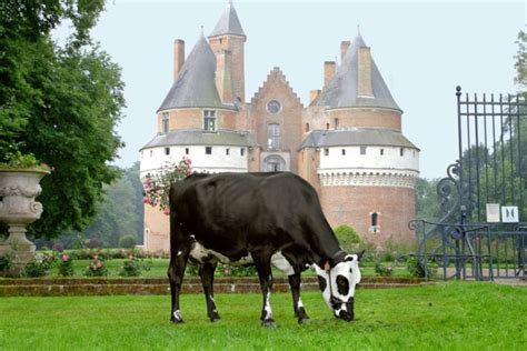 ideal for crossbreeding – Normande Genetics