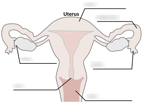 Uterus Diagram Quizlet